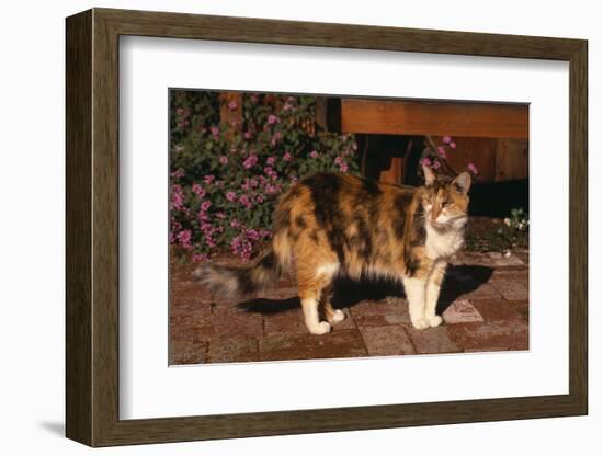 Calico Cat Outside-DLILLC-Framed Photographic Print