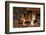 Calico Cat Outside-DLILLC-Framed Photographic Print