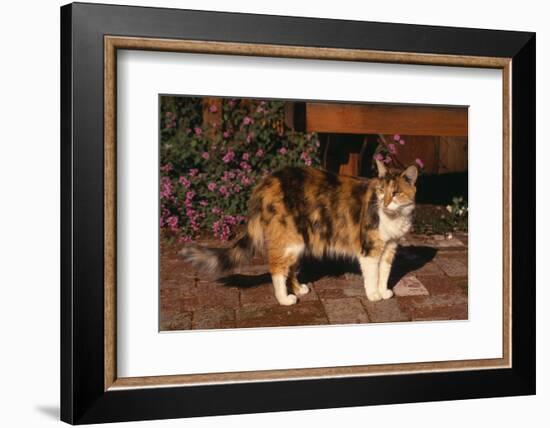 Calico Cat Outside-DLILLC-Framed Photographic Print