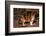 Calico Cat Outside-DLILLC-Framed Photographic Print