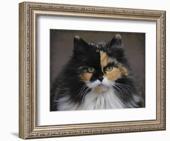 Calico Cat Portrait-Jai Johnson-Framed Giclee Print