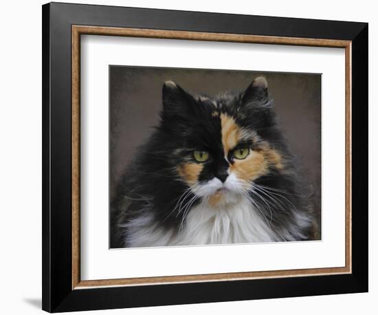 Calico Cat Portrait-Jai Johnson-Framed Giclee Print