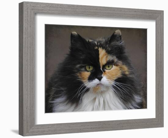 Calico Cat Portrait-Jai Johnson-Framed Giclee Print