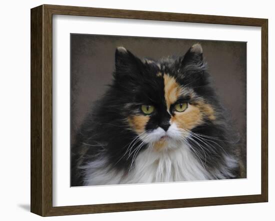 Calico Cat Portrait-Jai Johnson-Framed Giclee Print
