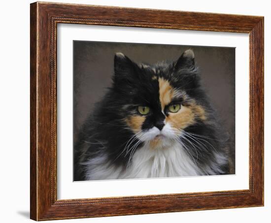 Calico Cat Portrait-Jai Johnson-Framed Giclee Print