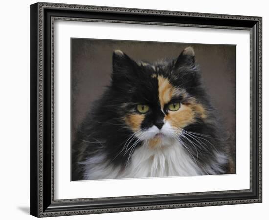 Calico Cat Portrait-Jai Johnson-Framed Giclee Print