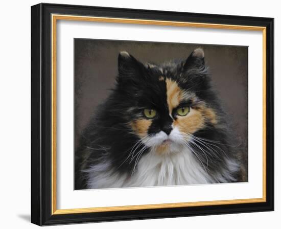 Calico Cat Portrait-Jai Johnson-Framed Giclee Print