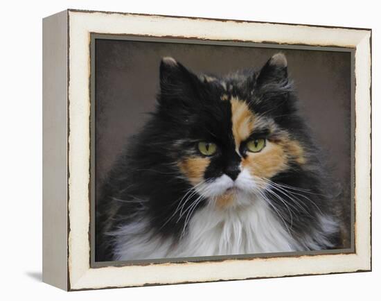 Calico Cat Portrait-Jai Johnson-Framed Premier Image Canvas