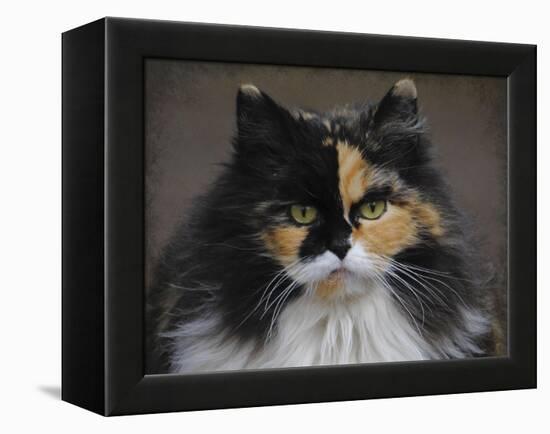 Calico Cat Portrait-Jai Johnson-Framed Premier Image Canvas