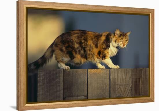 Calico Cat Walking on Fence-DLILLC-Framed Premier Image Canvas