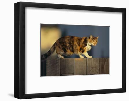 Cat PFP | Photographic Print