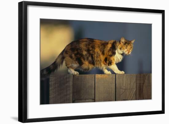 Calico Cat Walking on Fence-DLILLC-Framed Photographic Print