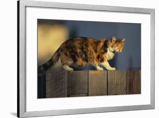 Calico Cat Walking on Fence-DLILLC-Framed Photographic Print