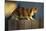 Calico Cat Walking on Fence-DLILLC-Mounted Photographic Print