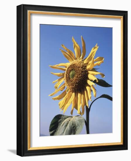 California, a Mammoth Sunflower, Helianthus, in Spring Valley-Christopher Talbot Frank-Framed Photographic Print