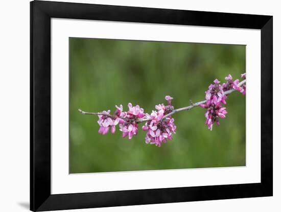 California. A western redbud tree, bursts with blossoms in the sierra foothills.-Brenda Tharp-Framed Photographic Print