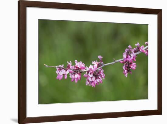 California. A western redbud tree, bursts with blossoms in the sierra foothills.-Brenda Tharp-Framed Photographic Print