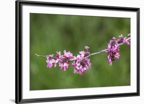 California. A western redbud tree, bursts with blossoms in the sierra foothills.-Brenda Tharp-Framed Photographic Print