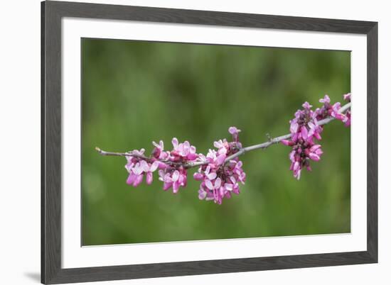 California. A western redbud tree, bursts with blossoms in the sierra foothills.-Brenda Tharp-Framed Photographic Print