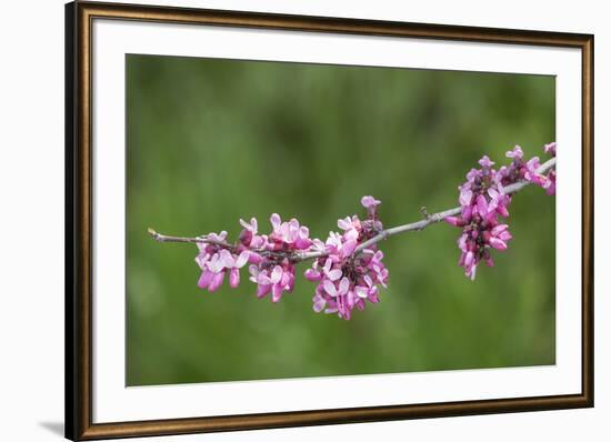 California. A western redbud tree, bursts with blossoms in the sierra foothills.-Brenda Tharp-Framed Photographic Print