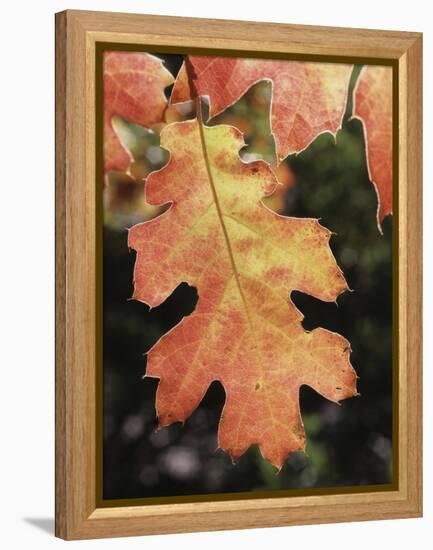 California, an Autumn Colored Oak Leaf in the Forest-Christopher Talbot Frank-Framed Premier Image Canvas