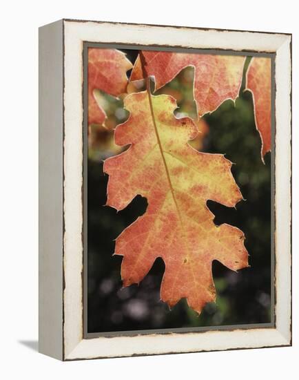 California, an Autumn Colored Oak Leaf in the Forest-Christopher Talbot Frank-Framed Premier Image Canvas