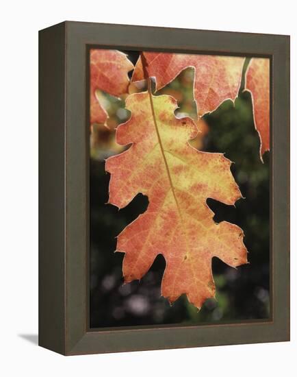 California, an Autumn Colored Oak Leaf in the Forest-Christopher Talbot Frank-Framed Premier Image Canvas