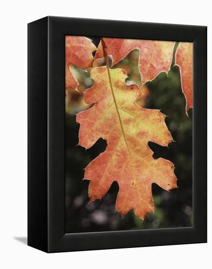 California, an Autumn Colored Oak Leaf in the Forest-Christopher Talbot Frank-Framed Premier Image Canvas