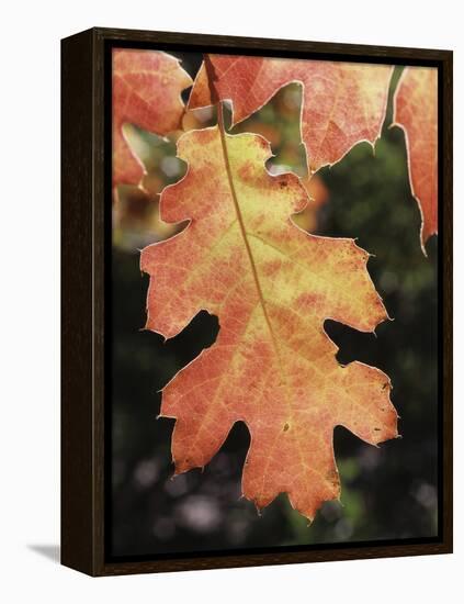 California, an Autumn Colored Oak Leaf in the Forest-Christopher Talbot Frank-Framed Premier Image Canvas