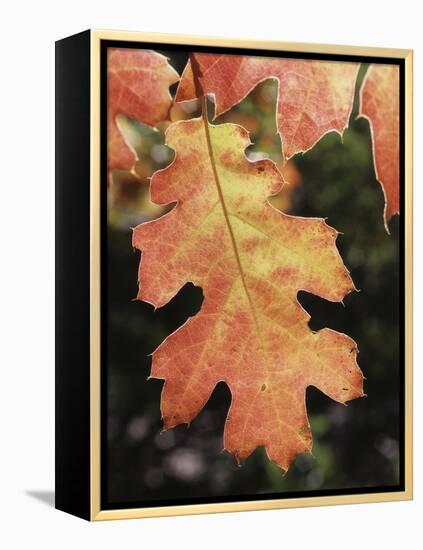 California, an Autumn Colored Oak Leaf in the Forest-Christopher Talbot Frank-Framed Premier Image Canvas