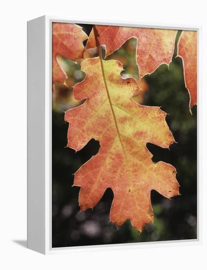 California, an Autumn Colored Oak Leaf in the Forest-Christopher Talbot Frank-Framed Premier Image Canvas