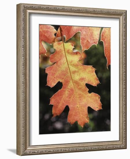 California, an Autumn Colored Oak Leaf in the Forest-Christopher Talbot Frank-Framed Photographic Print