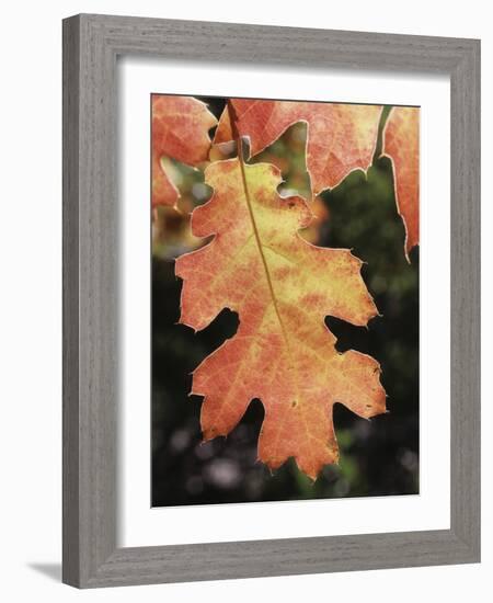 California, an Autumn Colored Oak Leaf in the Forest-Christopher Talbot Frank-Framed Photographic Print