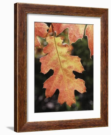 California, an Autumn Colored Oak Leaf in the Forest-Christopher Talbot Frank-Framed Photographic Print