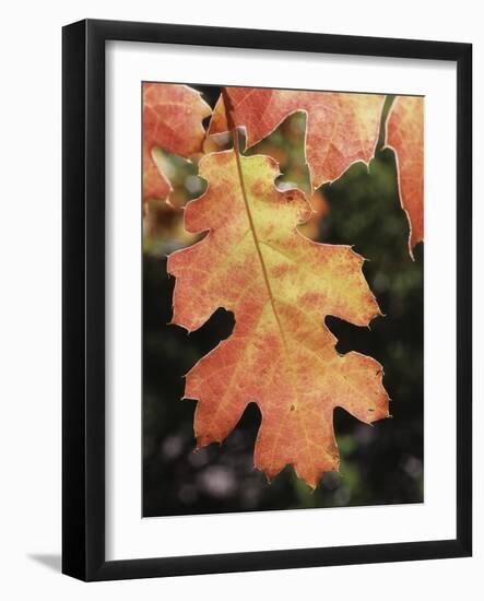 California, an Autumn Colored Oak Leaf in the Forest-Christopher Talbot Frank-Framed Photographic Print