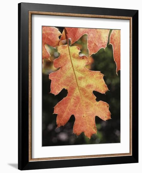 California, an Autumn Colored Oak Leaf in the Forest-Christopher Talbot Frank-Framed Photographic Print