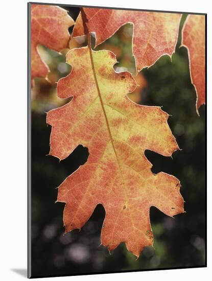 California, an Autumn Colored Oak Leaf in the Forest-Christopher Talbot Frank-Mounted Photographic Print