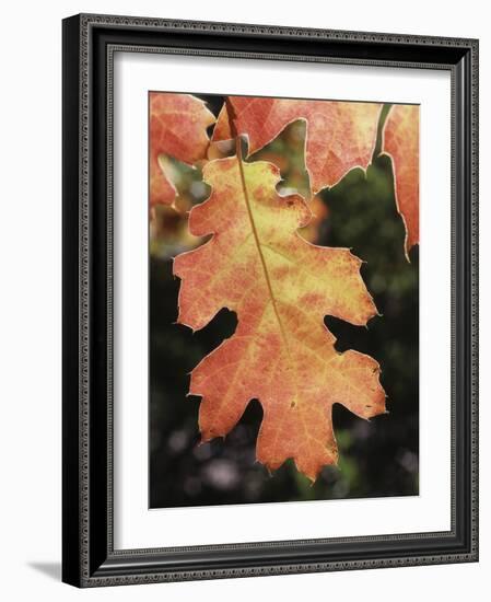 California, an Autumn Colored Oak Leaf in the Forest-Christopher Talbot Frank-Framed Photographic Print