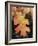 California, an Autumn Colored Oak Leaf in the Forest-Christopher Talbot Frank-Framed Photographic Print