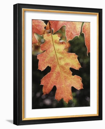 California, an Autumn Colored Oak Leaf in the Forest-Christopher Talbot Frank-Framed Photographic Print