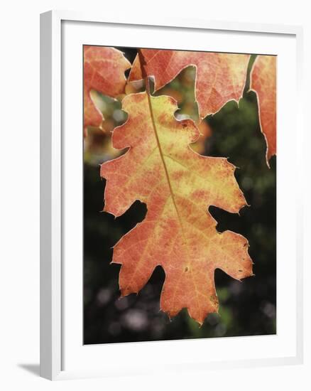 California, an Autumn Colored Oak Leaf in the Forest-Christopher Talbot Frank-Framed Photographic Print