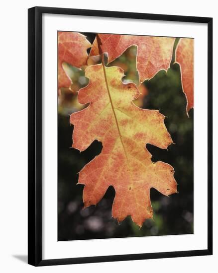 California, an Autumn Colored Oak Leaf in the Forest-Christopher Talbot Frank-Framed Photographic Print