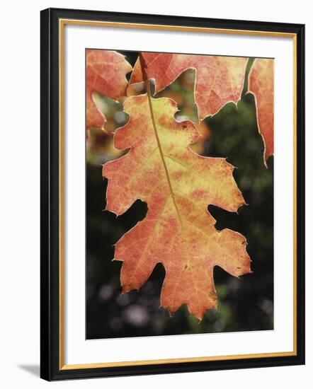 California, an Autumn Colored Oak Leaf in the Forest-Christopher Talbot Frank-Framed Photographic Print