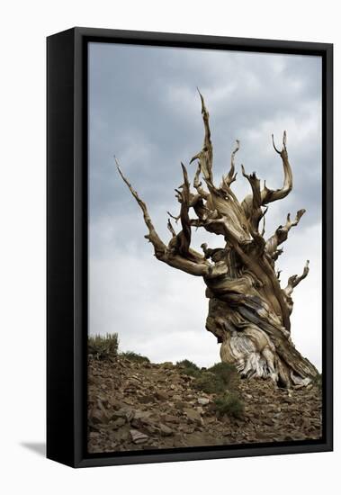 California, Ancient Bristlecone Pine, Shulman Grove-Bernard Friel-Framed Premier Image Canvas