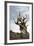 California, Ancient Bristlecone Pine, Shulman Grove-Bernard Friel-Framed Photographic Print