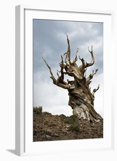 California, Ancient Bristlecone Pine, Shulman Grove-Bernard Friel-Framed Photographic Print