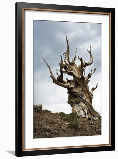 California, Ancient Bristlecone Pine, Shulman Grove-Bernard Friel-Framed Photographic Print