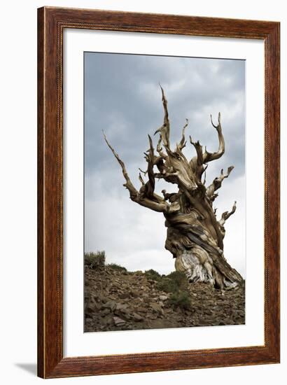 California, Ancient Bristlecone Pine, Shulman Grove-Bernard Friel-Framed Photographic Print