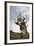 California, Ancient Bristlecone Pine, Shulman Grove-Bernard Friel-Framed Photographic Print