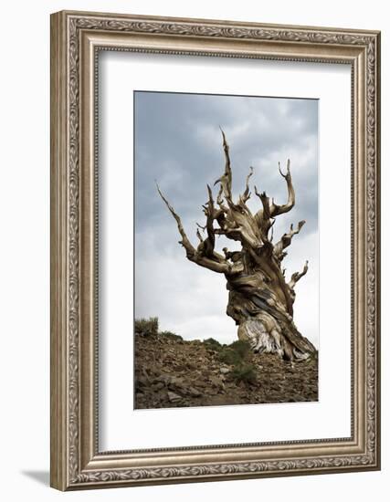 California, Ancient Bristlecone Pine, Shulman Grove-Bernard Friel-Framed Photographic Print